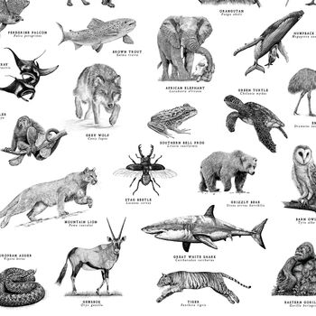 Wildlife Of The World Art Print, 4 of 7