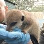 Meet The Meerkats Experience For Two, thumbnail 8 of 10