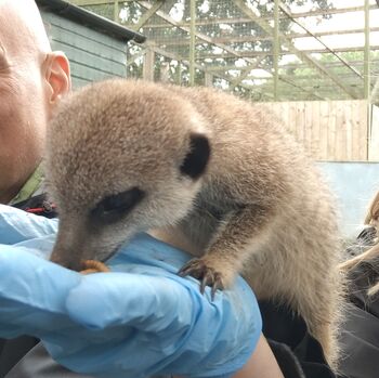 Meet The Meerkats Experience For Two, 8 of 10