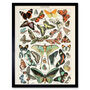 Millot Encyclopedia Page Variety Butterflies Art Print, thumbnail 1 of 3