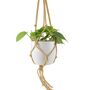 Trailing Heartleaf Philodendron In 12cm Pot, thumbnail 7 of 12