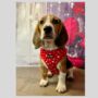 Red Valentine Heart Dog Harness, thumbnail 5 of 5