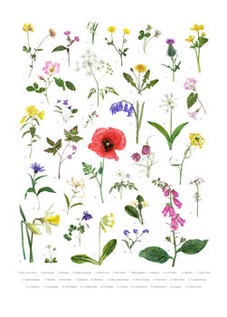 British Wild Flowers Illustrated Print, 3 of 3