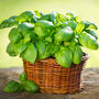 Herb Basil 'Sweet Genovese' Three X Plants In 9cm Pots, thumbnail 3 of 5
