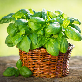 Herb Basil 'Sweet Genovese' Three X Plants In 9cm Pots, 3 of 5