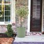Olive Tree 50 60cm – Mediterranean Garden Plant Gift, thumbnail 1 of 7