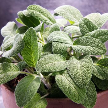 Herb Plants, English Sage, Six X Plug Plant Pack, 3 of 3