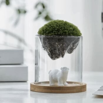 High Borosilicate Glass Moss Terrarium, 5 of 5