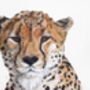 African Cheetah, Print Of Original Painting, thumbnail 2 of 3
