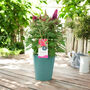 Butterfly Bush 'Little Ruby' – 5 L Pot Shrub, thumbnail 7 of 8