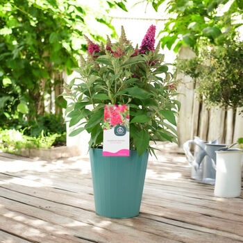 Butterfly Bush 'Little Ruby' – 5 L Pot Shrub, 7 of 8