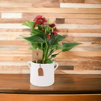 Red Flamingo Flower Anthurium In 12cm Pot, 8 of 9