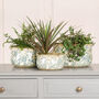 Set Of Three Turquoise Scalloped Planters, thumbnail 1 of 5