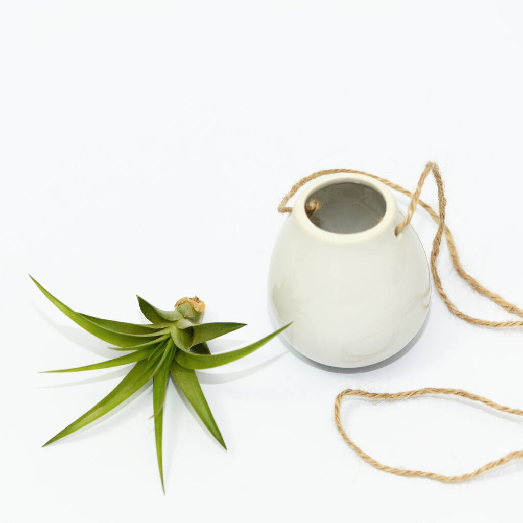 White Hanging Egg Planter With An Air Plant By DingaDing   Original White Hanging Egg Planter With An Air Plant 