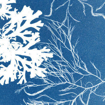 Blue Seaweed Art Print, Fan And Siphon Weed, 3 of 4