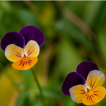 Pansy 'Purple And Orange' 20 X Full Plant Pack, 5 of 5