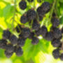 Fruit Plants, Black Berry 'Chester', thumbnail 4 of 9