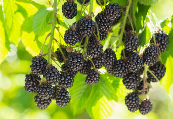 Fruit Plants, Black Berry 'Chester', 4 of 9