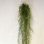 Hoya Linearis 60, 80cm Long Wax Plant Porcelain Flower, thumbnail 1 of 3