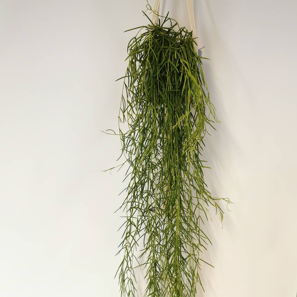 Hoya Linearis 60, 80cm Long Wax Plant Porcelain Flower, 1 of 3