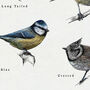 British Tits/Garden Birds Artwork Print, thumbnail 6 of 9