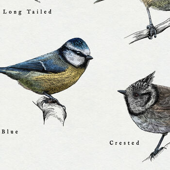 British Tits/Garden Birds Artwork Print, 6 of 9