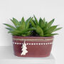 Gasteria Tiga Aloe Low Light Succulent House Plant, thumbnail 1 of 3