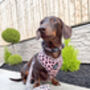 Beige And Black Scruffy Dots Dog Harness, thumbnail 8 of 9