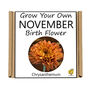 Unusual Birthday Gardening Gift. November Birth Flower, thumbnail 3 of 3