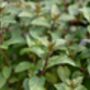 Herb Plants Mint 'After Eight' In 9cm Pots, thumbnail 6 of 6