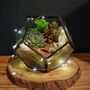 Black Geometric Terrarium Kit With Succulent, thumbnail 4 of 11