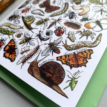 Garden Insects Of Britain Greeting Card, 12 of 12