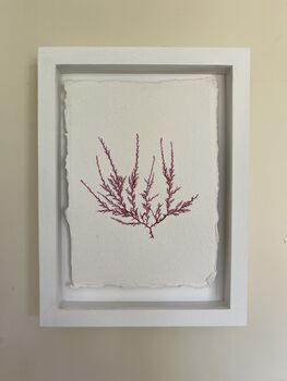 Pressed Seaweed Framed Artwork Comb Weed .02, 2 of 4