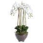 Large White Orchid Potted In Glass, thumbnail 1 of 2
