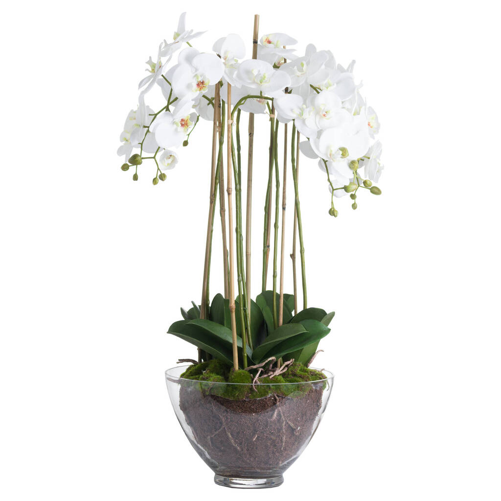Large White Orchid Potted In Glass, 1 of 2