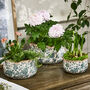 Personalised Gift Set Of Three Fiorella Teal Botanical Planters, thumbnail 2 of 10