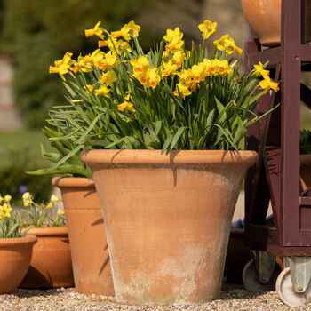 Spring Bulbs Daffodils 'Tete A Tete' 18 X Bulb Pack, 3 of 5