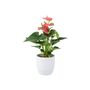 Pink Flamingo Flower Anthurium In 12cm Pot, thumbnail 3 of 8