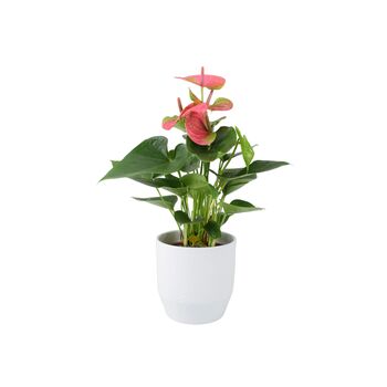 Pink Flamingo Flower Anthurium In 12cm Pot, 3 of 8