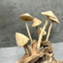 20cm Hand Carved Wooden Mushroom Figurine Coffee Root Wood, thumbnail 4 of 12