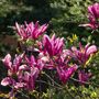 Magonlia Tree Magnolia 'Susan' One In 10 Litre Pot, thumbnail 2 of 5