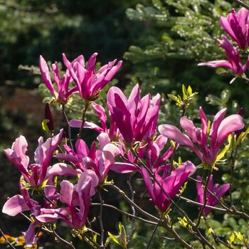 Magonlia Tree Magnolia 'Susan' One In 10 Litre Pot, 2 of 5