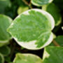 Houseplant Peperomia Scandens 'Variegated' In 13cm Pot, thumbnail 5 of 5