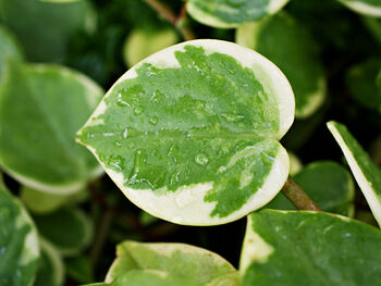 Houseplant Peperomia Scandens 'Variegated' In 13cm Pot, 5 of 5