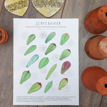 Sempervivum Plant Identification Print, 5 of 6