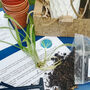 Grow Your Own Spider Plant, thumbnail 4 of 7