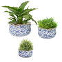 Set Of Three Solene Blue Botanical Planters, thumbnail 2 of 6