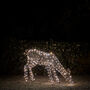 Xl Studley Rattan Doe Dual LED Light Up Reindeer, thumbnail 1 of 3