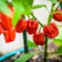 Chilli Plants 'Carolina Reaper' Six X 9cm Pots, thumbnail 7 of 7