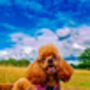 Berry Blossom Floral Dog Harness, thumbnail 5 of 7